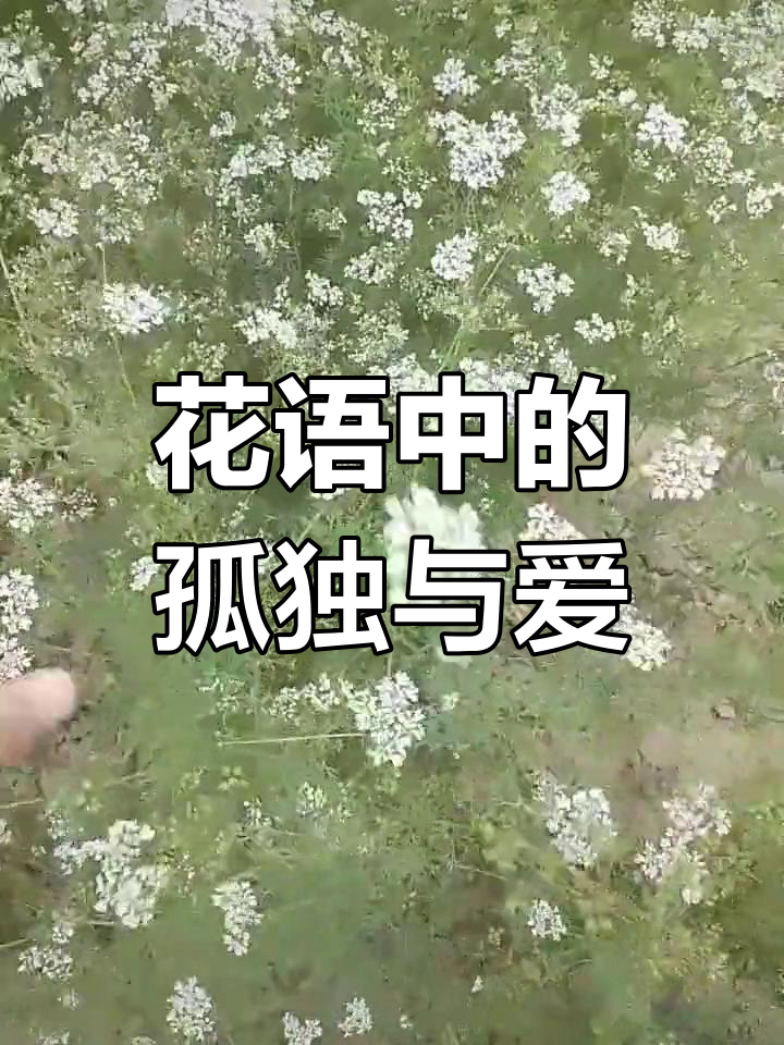芫荽花象征孤独与清新,白色花瓣随风摇曳,美丽又独特