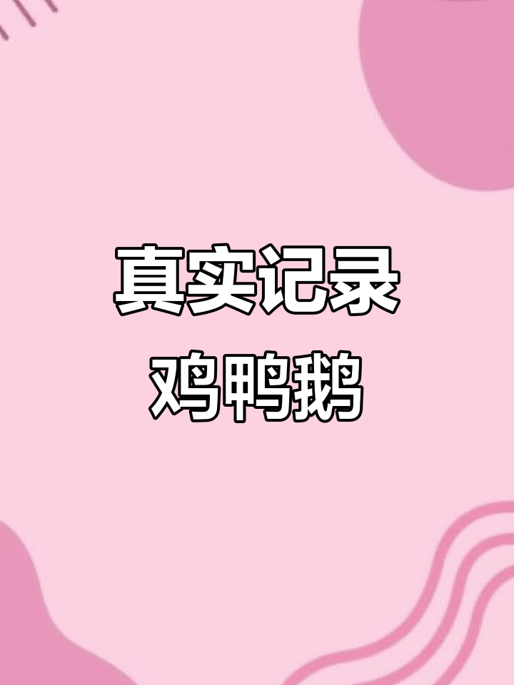 现场实拍:鸡鸭鹅的真实生活,生动有趣