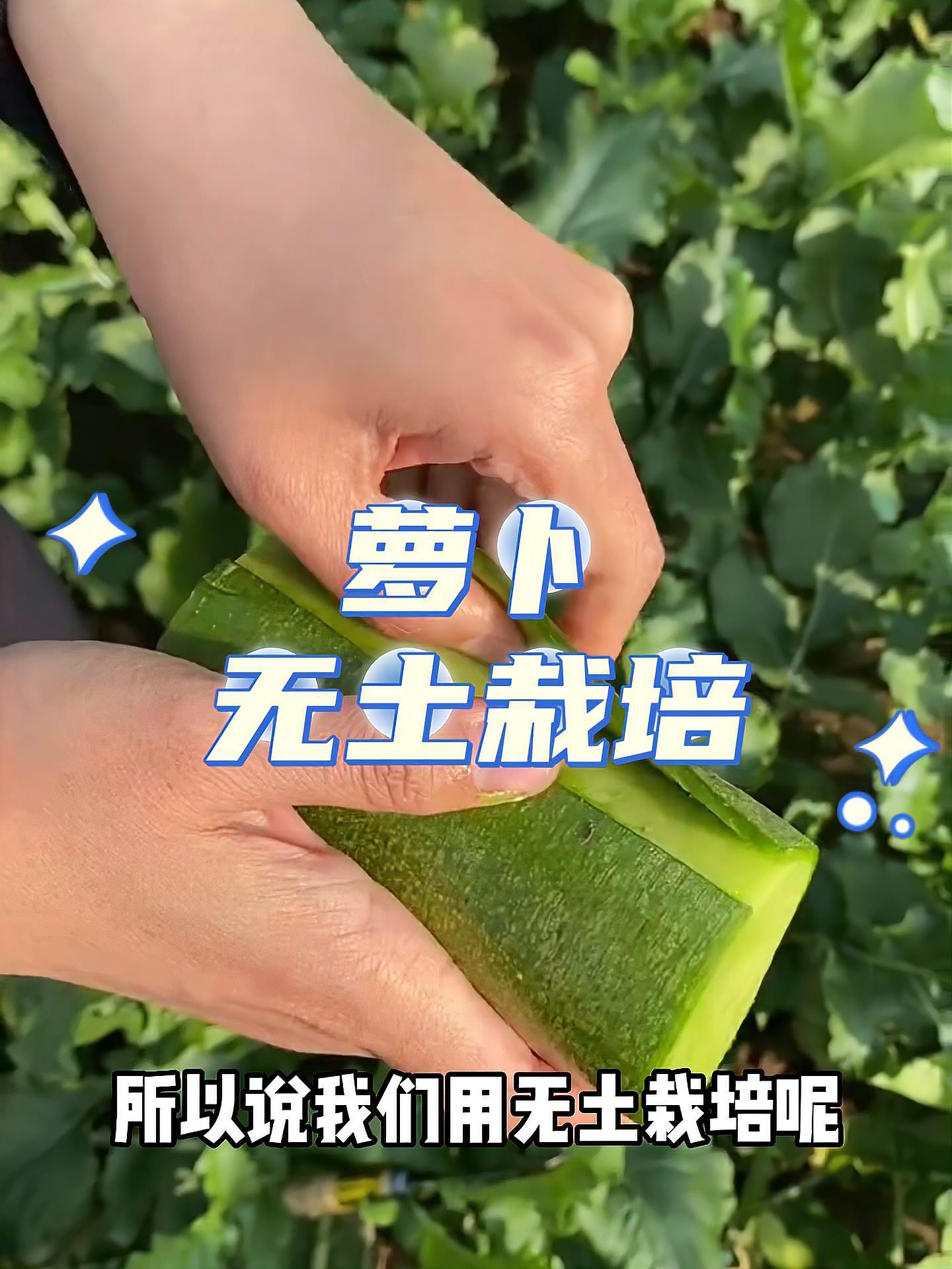 萝卜能不能无土栽培，怎么无土栽培？王友福 蔬菜种植管理技术科普 蔬菜种植 萝卜种植 蔬菜种