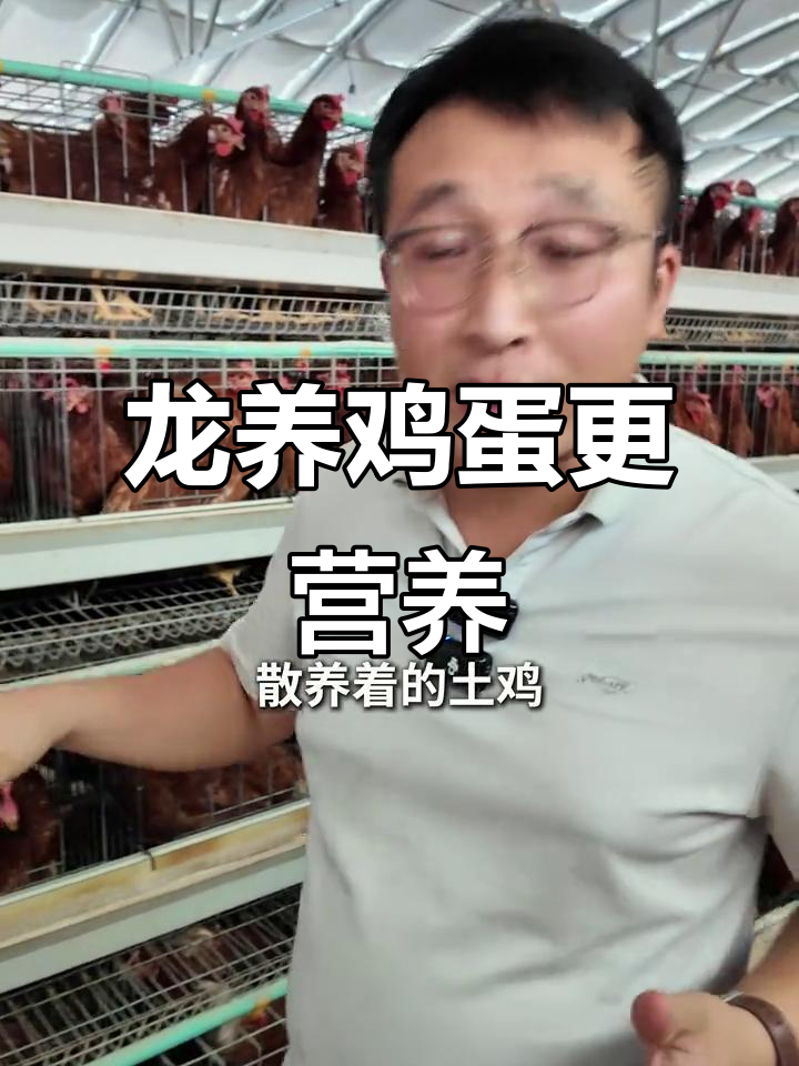 笼养鸡蛋比土鸡蛋更有营养,秘诀竟是这些