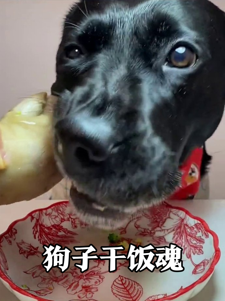 狗子的豪华午餐:先吃素后啃蹄,这吃法也太真实了!