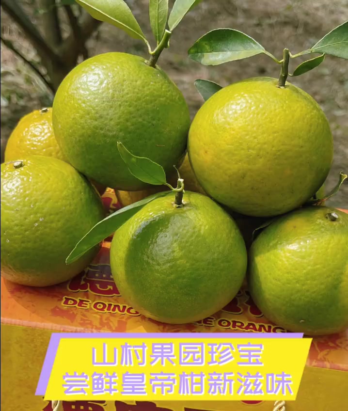 山村果园珍宝,尝鲜皇帝柑新滋味