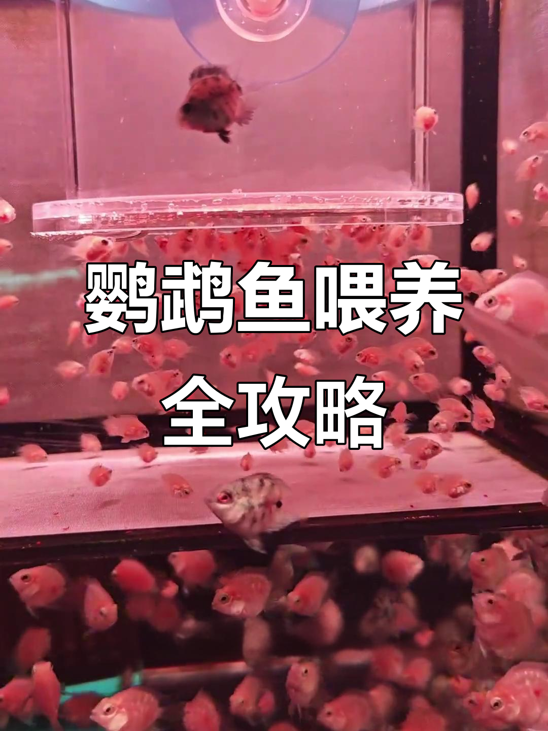 迷你鹦鹉鱼各阶段喂养指南，丰年虾到S2全程解析