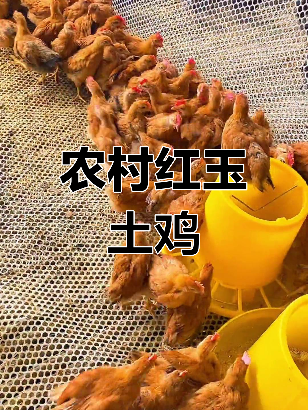 红玉鸡苗:抗病力强,散养长势快