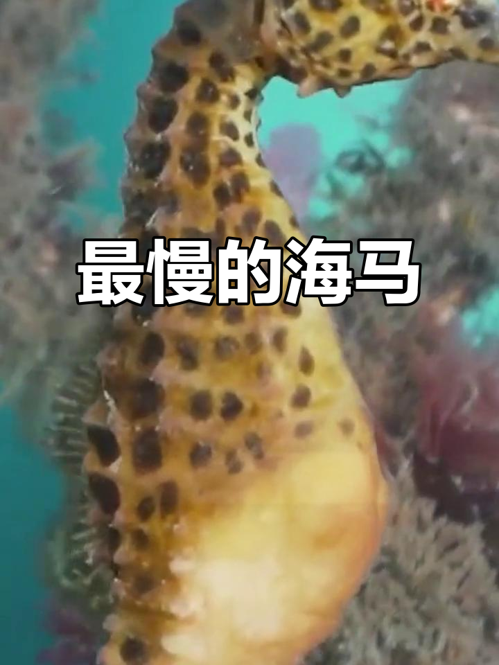 海马竟然是最慢的鱼,时速堪比蜗牛