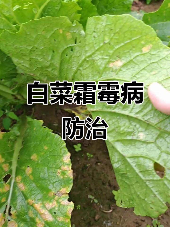 白菜霜霉病症状与防治方法,三大病害之一不容忽视
