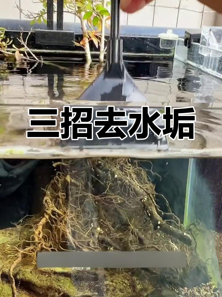 鱼缸水垢清除三法,便宜又有效