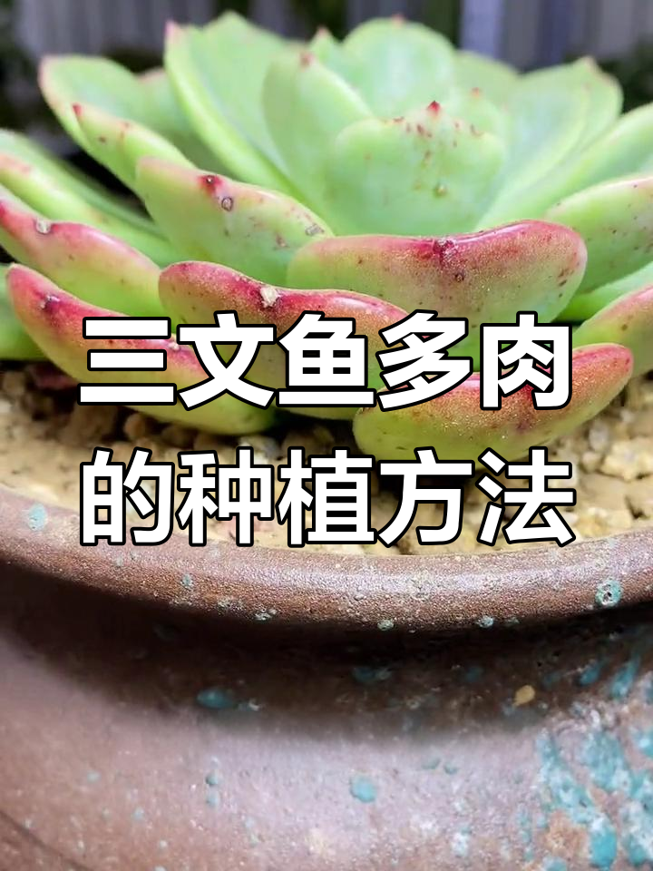 三文鱼多肉养护技巧与注意事项