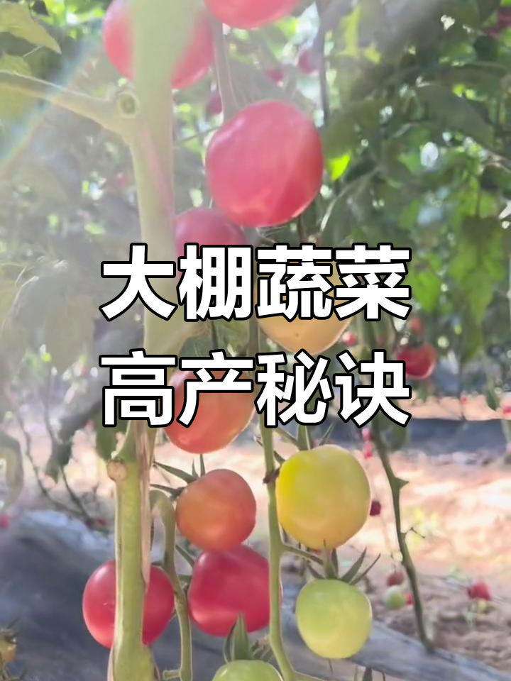 冬季大棚蔬菜管理全攻略:四步提升产量与抗逆能力