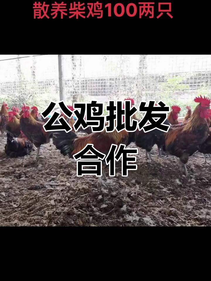 优质公鸡,价格实惠,欢迎合作!