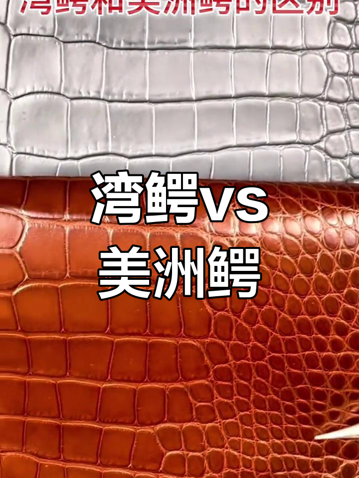 湾鳄与美洲鳄的区别解析
