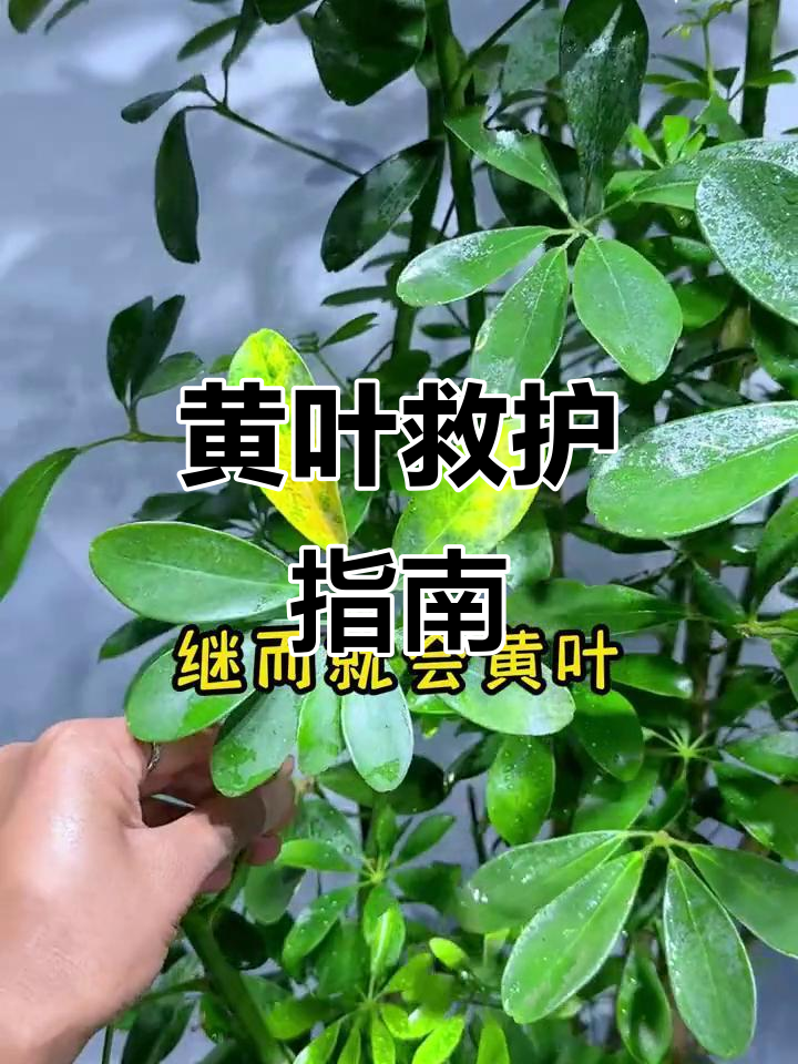 鸭掌木黄叶怎么办?教你轻松拯救,恢复生机!