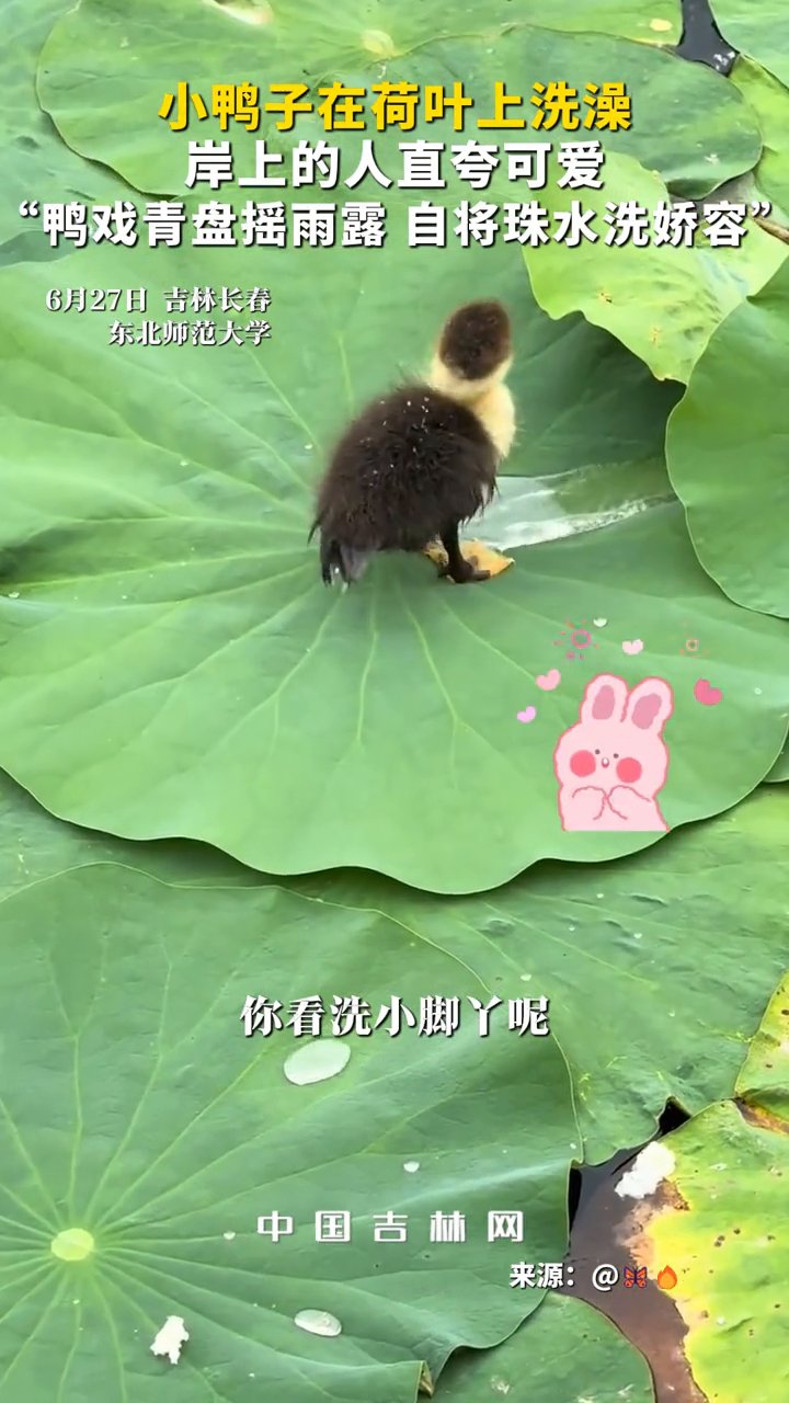 小鸭子在荷叶上洗澡，岸上的人直夸可爱