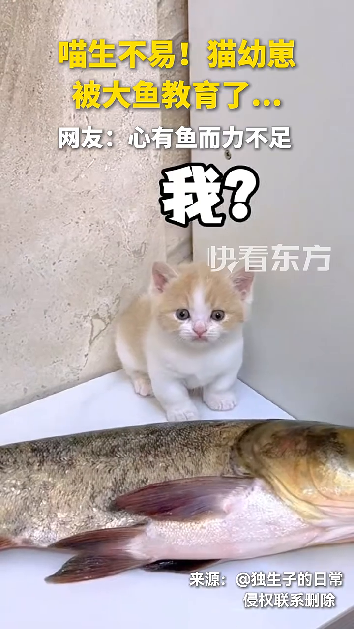 喵生不易！猫幼崽被大鱼教育了……网友：心有鱼而力不足