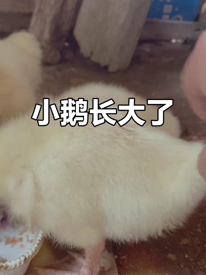 小鹅成长记:从车里到水池,变化超大!
