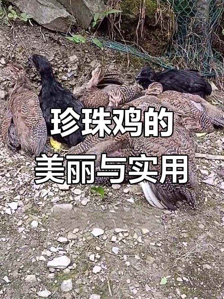 珍珠鸡羽毛独特，白点如珠，养殖轻松又美观
