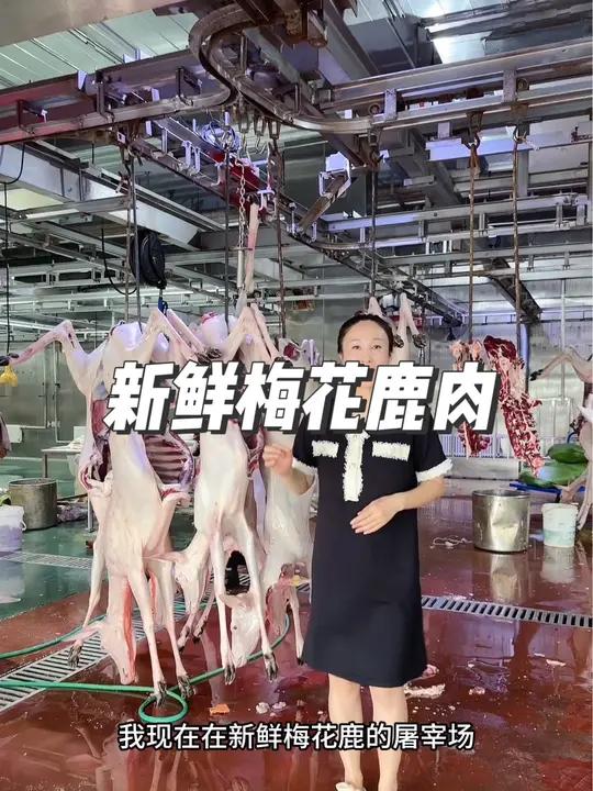 新鲜梅花鹿鹿肉屠宰场,都是活杀现杀鹿肉。所有检验检疫检测报告都带着。吃的放心送的安心。买鹿