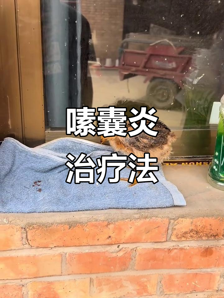 小鸡胃胀气,嗉囊炎困扰?分享治愈经验!