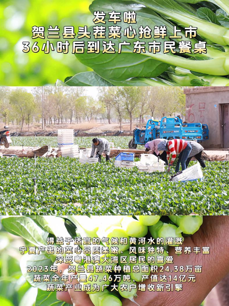发车啦!贺兰县头茬菜心抢鲜上市,36小时后到达广东市民餐桌!供港蔬菜 菜心 蔬菜 解锁宝藏