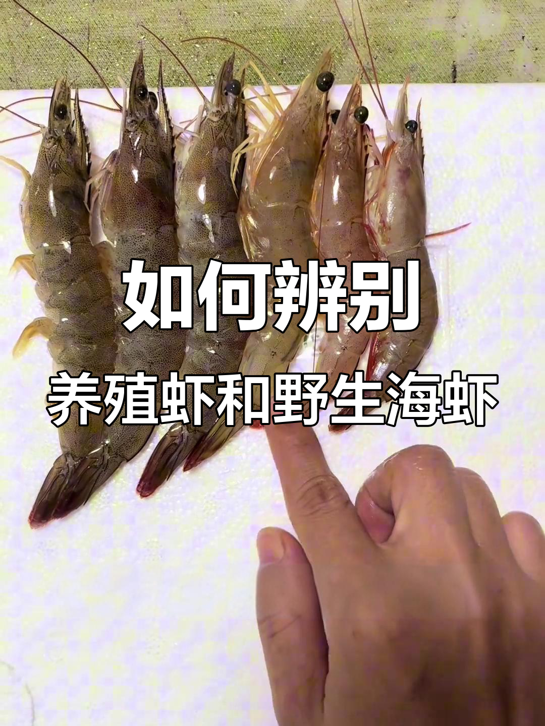 养殖虾与野生海虾如何区分?看这些细节就能轻松分辨