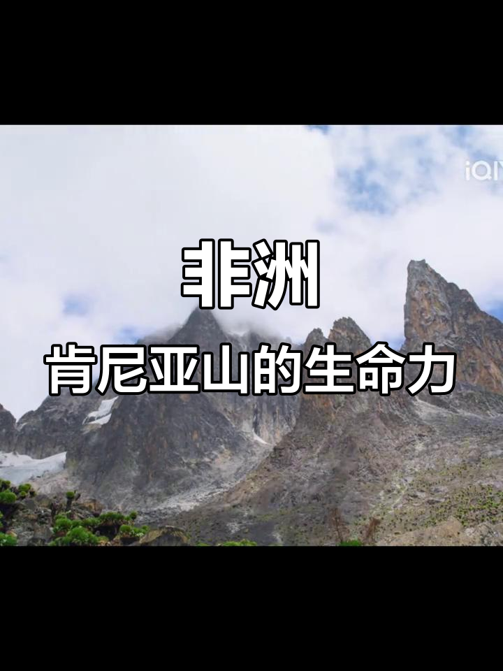 肯尼亚山上的奇迹生命:炎热中蓬勃生长的千里木