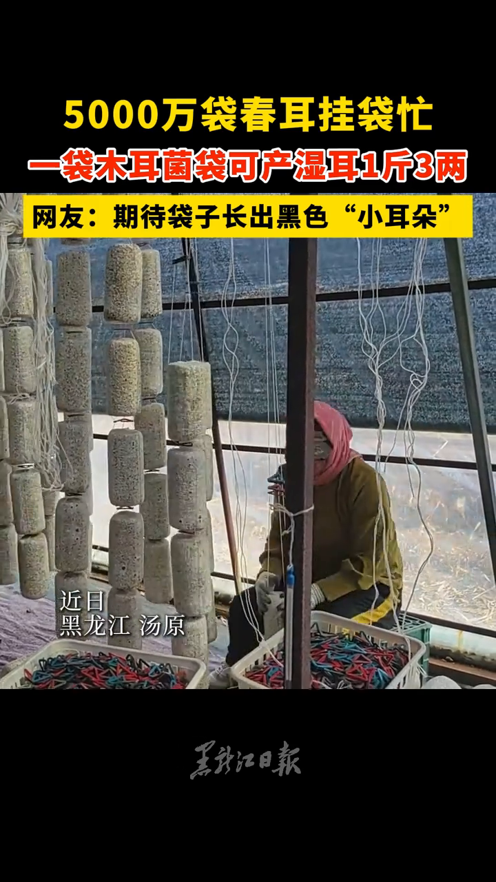 5000万袋春耳挂袋忙,一袋木耳菌袋可产湿耳1斤3两