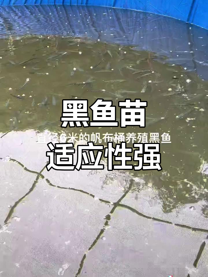 黑鱼苗适应多种养殖环境,投喂简单,管理轻松!