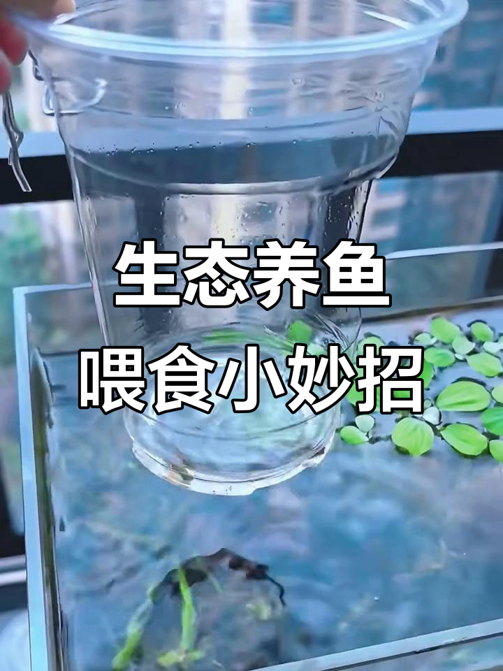 自制喂食器让鱼粮不沉底,水质更清新