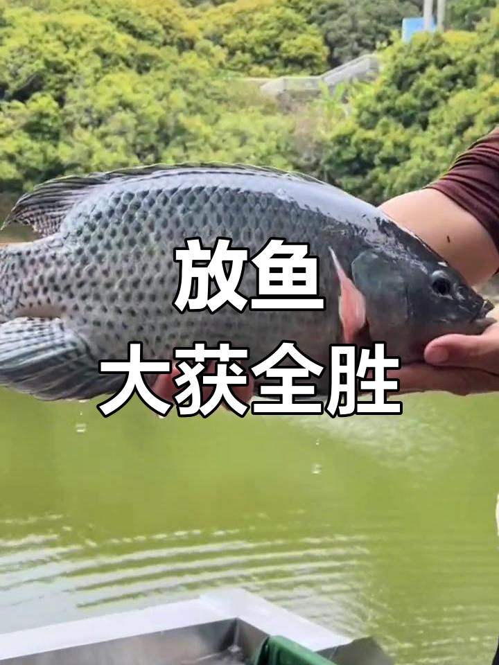 深圳望海山庄钓鱼场,四月放鱼大丰收!