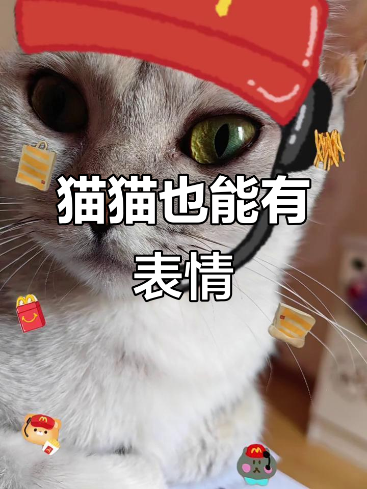 猫咪表情包大赏:德大叔的汉堡选择,辣味能忍吗?