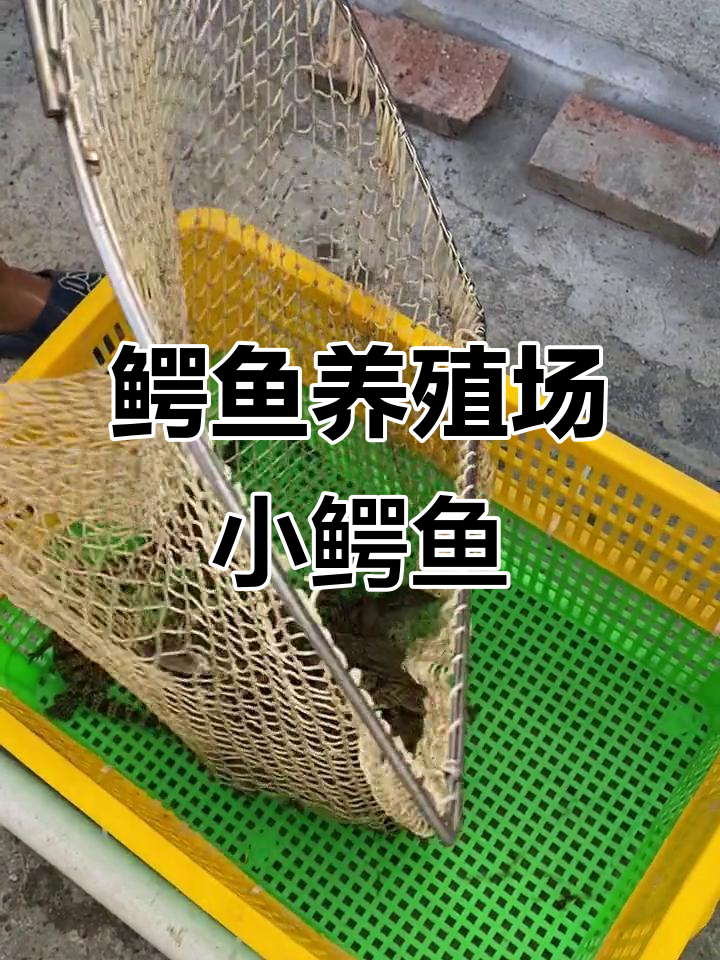 小鳄鱼苗的养殖日常,抓捕过程惊险刺激