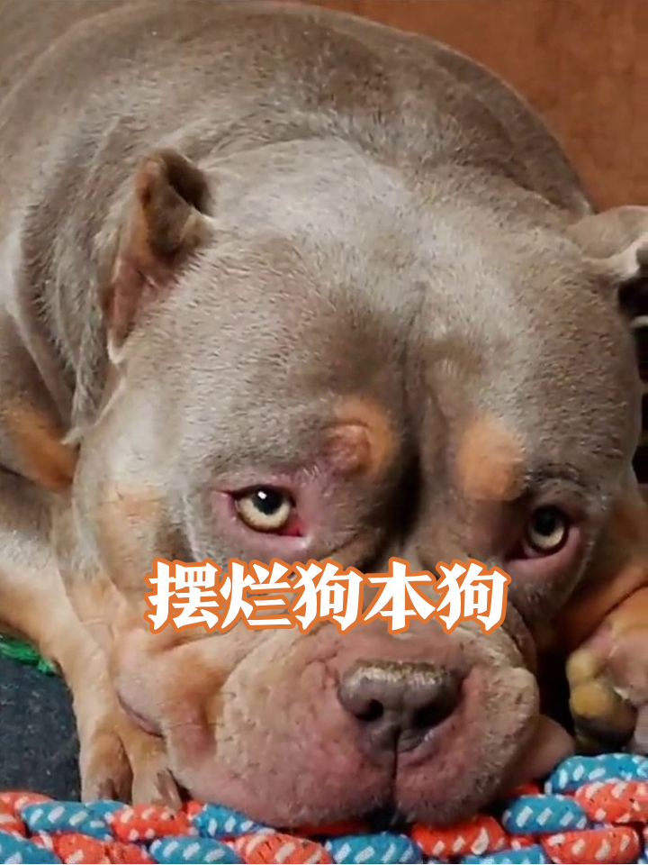 这狗困得像周一的我,脸皱成表情包太真实了