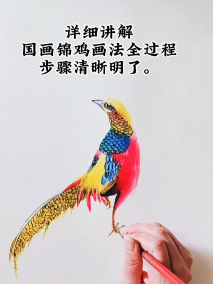 详细讲解国画锦鸡画法全过程,步骤清晰明了