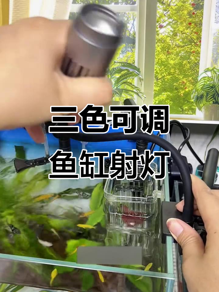 鱼缸变南美风情，三色射灯调节氛围