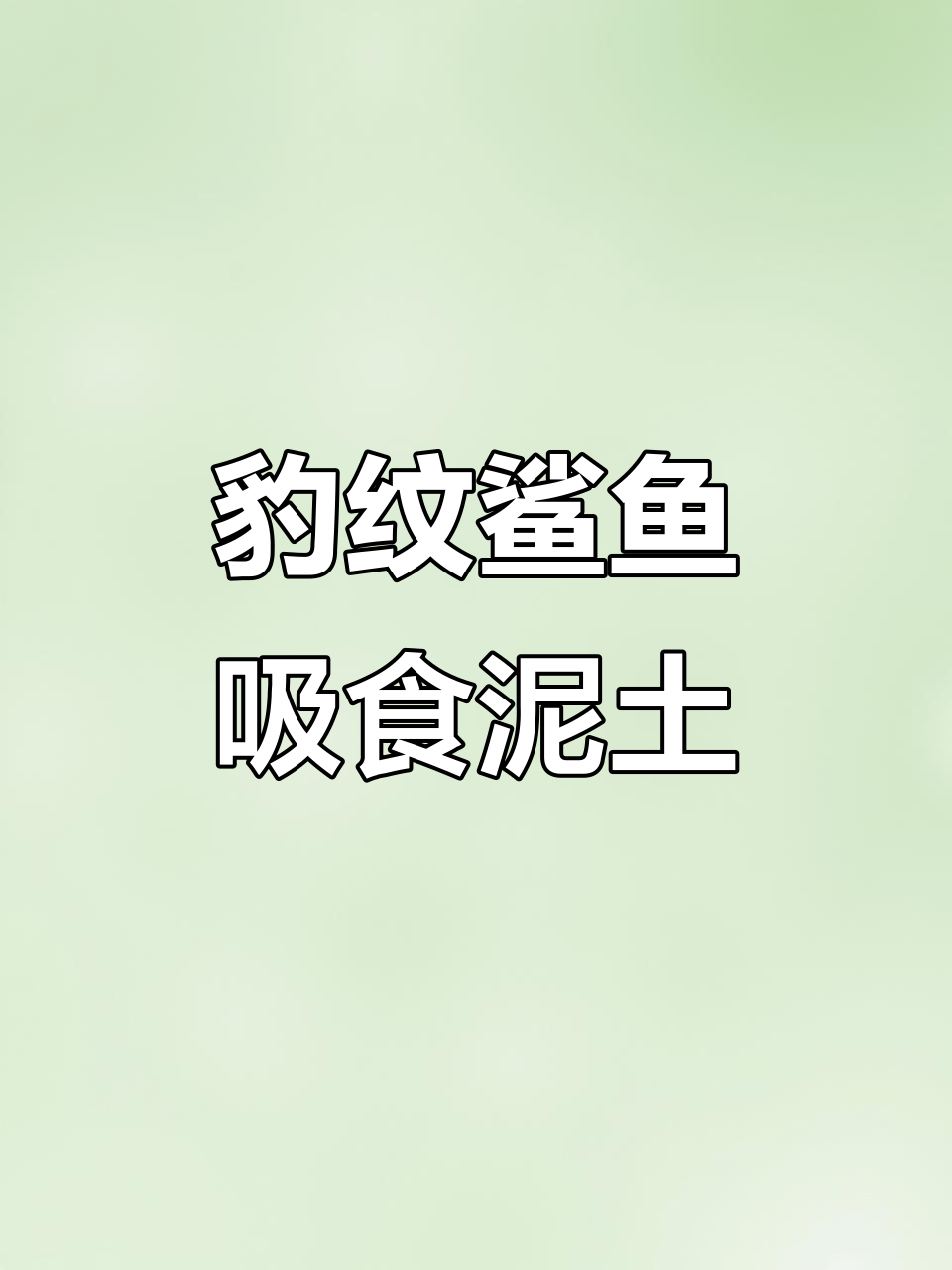 豹纹鲨鱼吃土如狼,竟能在陆地行走!