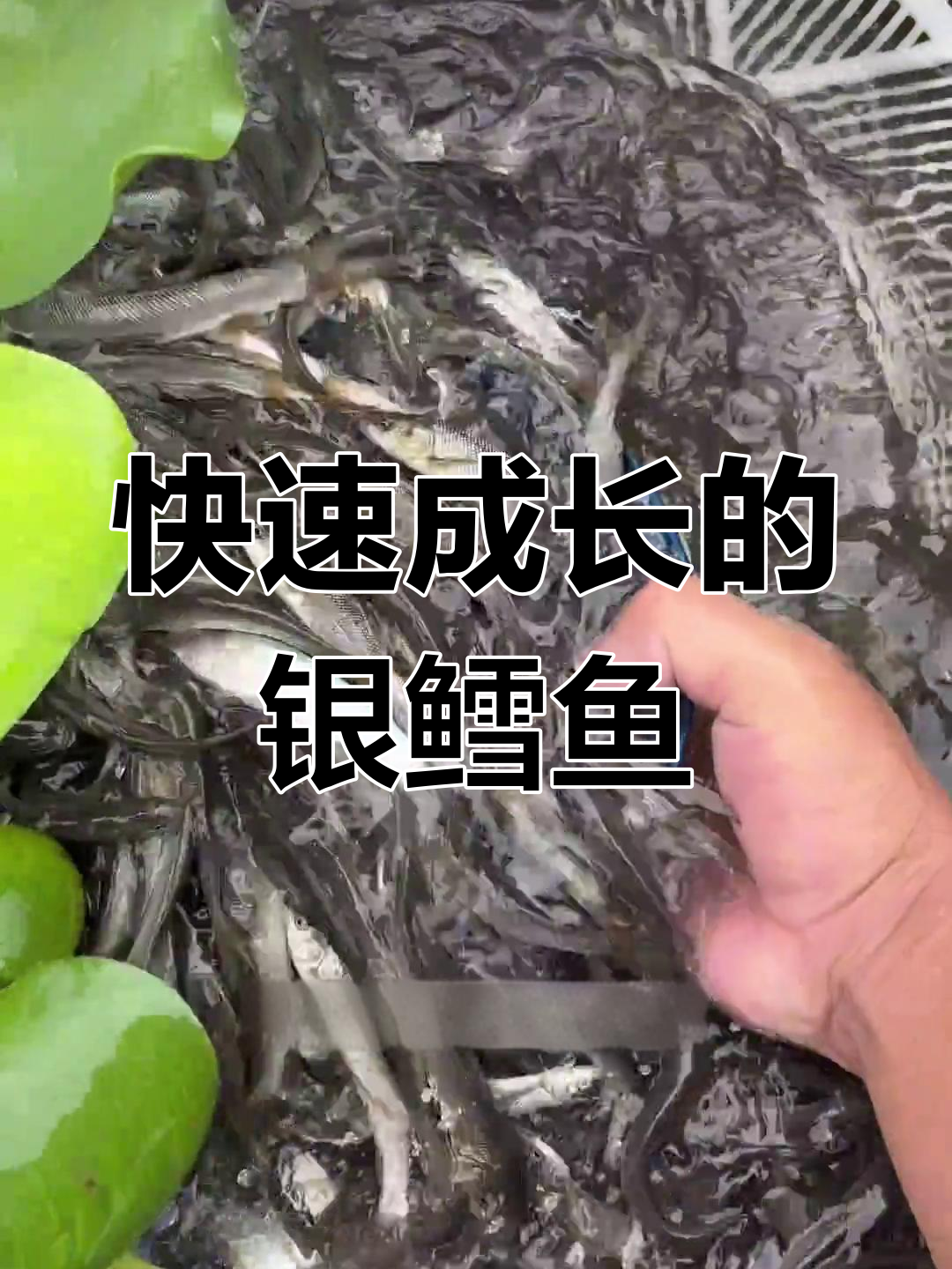 淡水银鳕鱼生长迅速,一年可达20斤