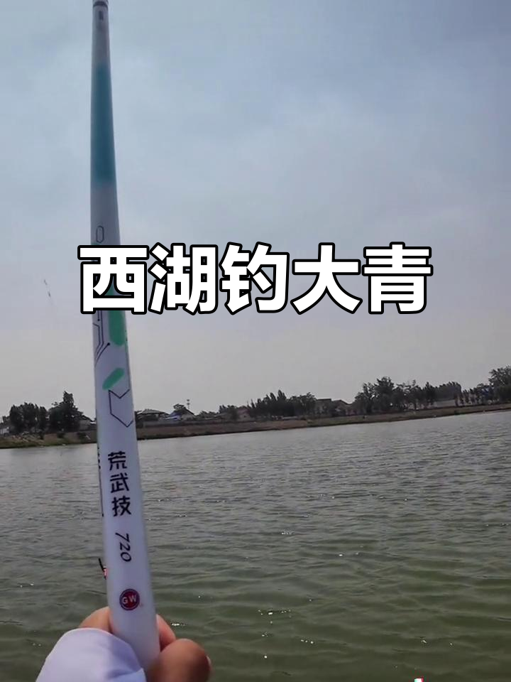 西湖钓青鱼，夏日钓鱼日记