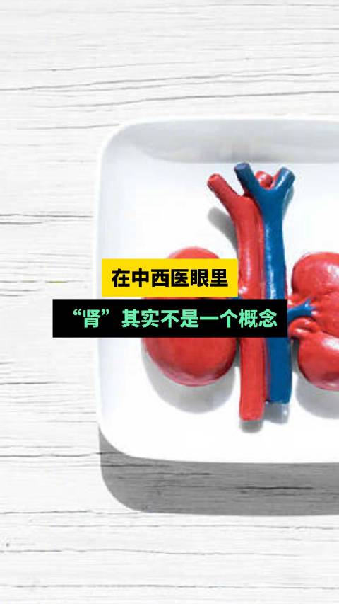 在中医眼里,肾涵盖了生殖、泌尿、神经、免疫等多个系统的功能作用。而在西医看来,肾是身体的一
