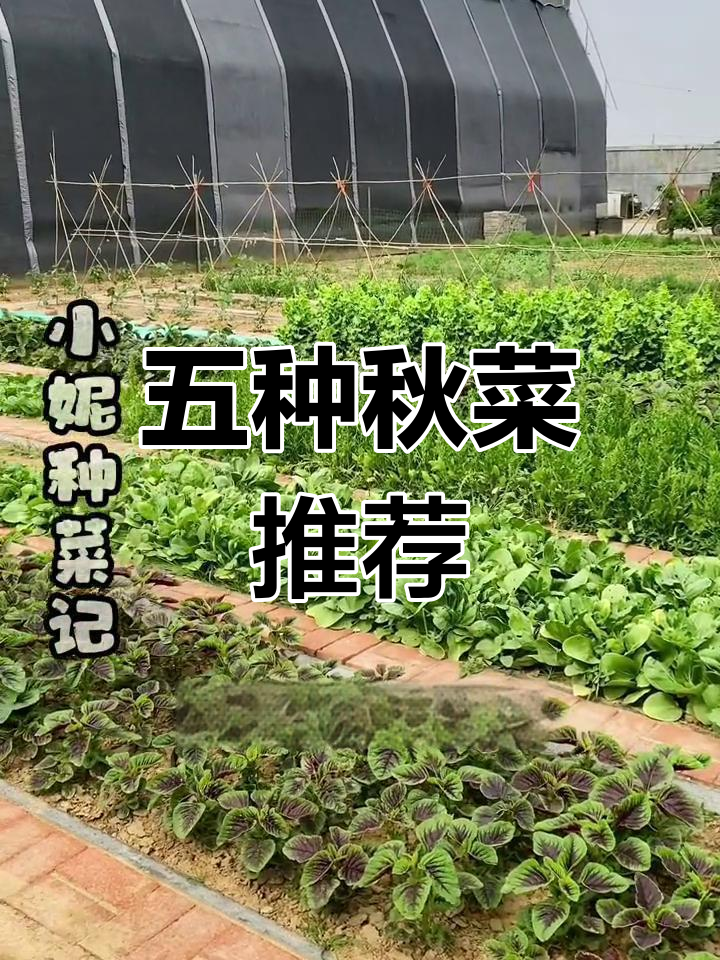 秋季种植五种蔬菜,轻松丰收