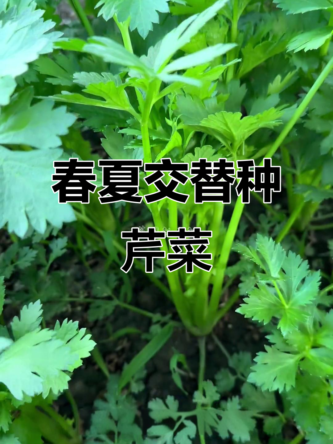 番茄季节也能种芹菜，法国皇后品种表现惊艳