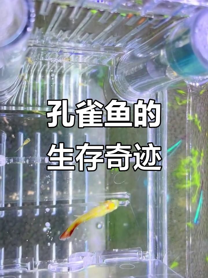 孔雀鱼剪尾后奇迹般存活，竟成功产下幼崽！