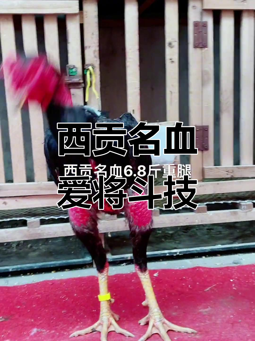 6.8斤越南斗鸡,打腿太猛了!点位精准砸背高压电