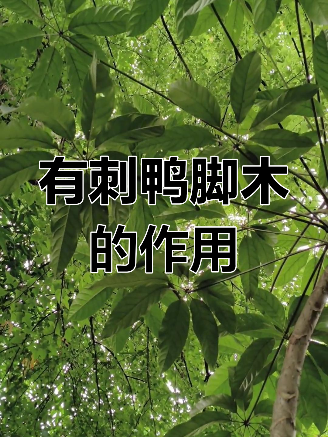 发现带刺鸭脚木,它的作用是什么?