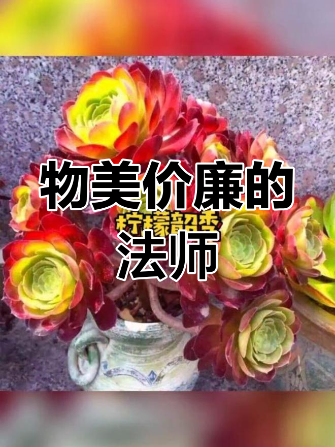 十种性价比高的法师多肉推荐
