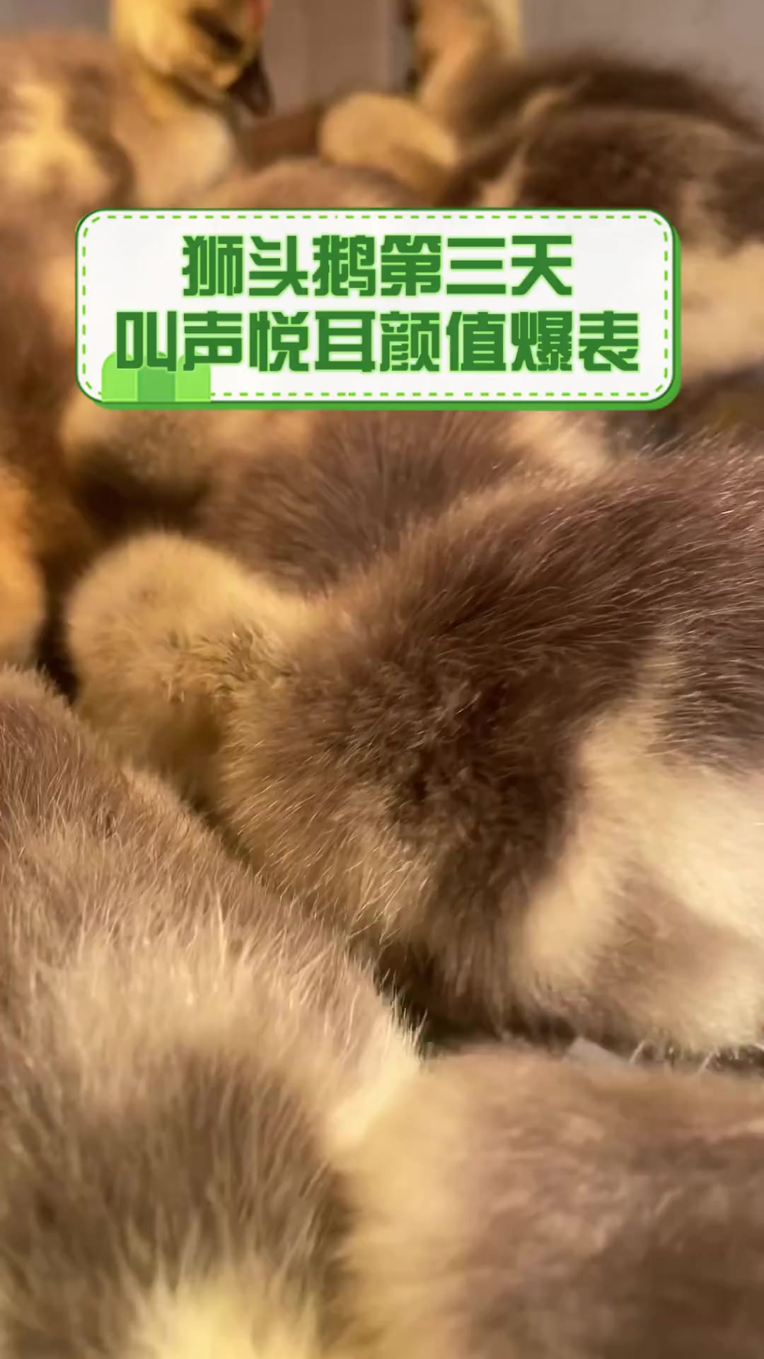 狮头鹅第三天,叫声悦耳颜值爆表