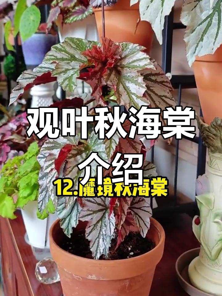 12种常见秋海棠品种解析