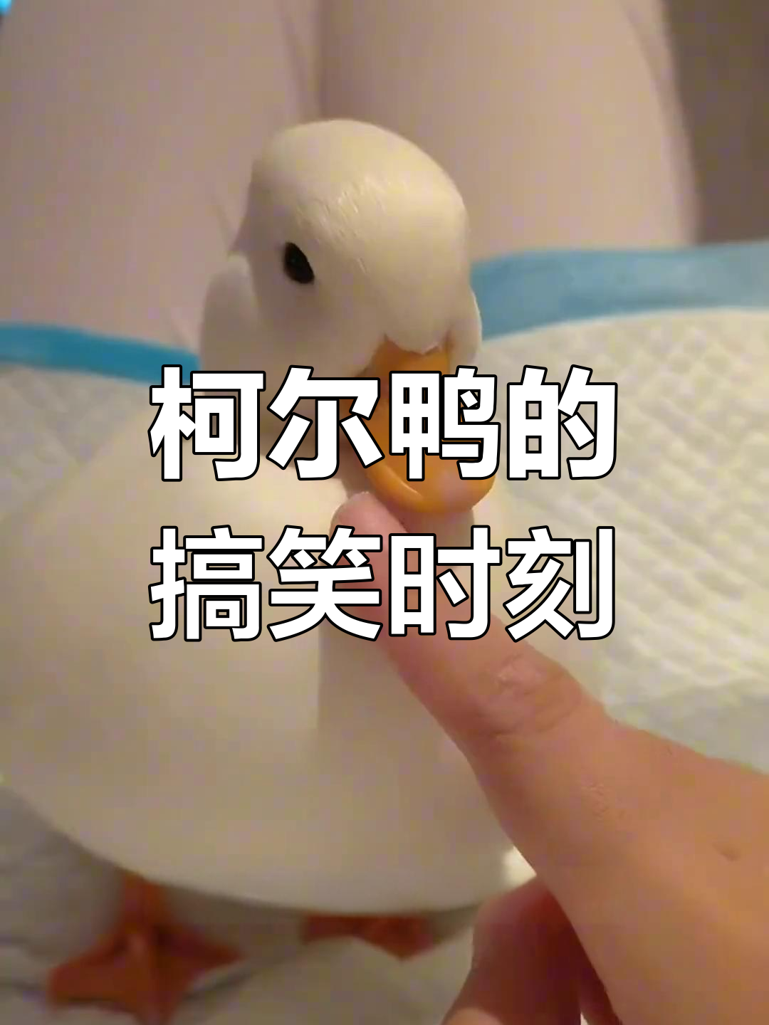 柯尔鸭嘲笑马群摔倒,呆萌外表让人爱不释手