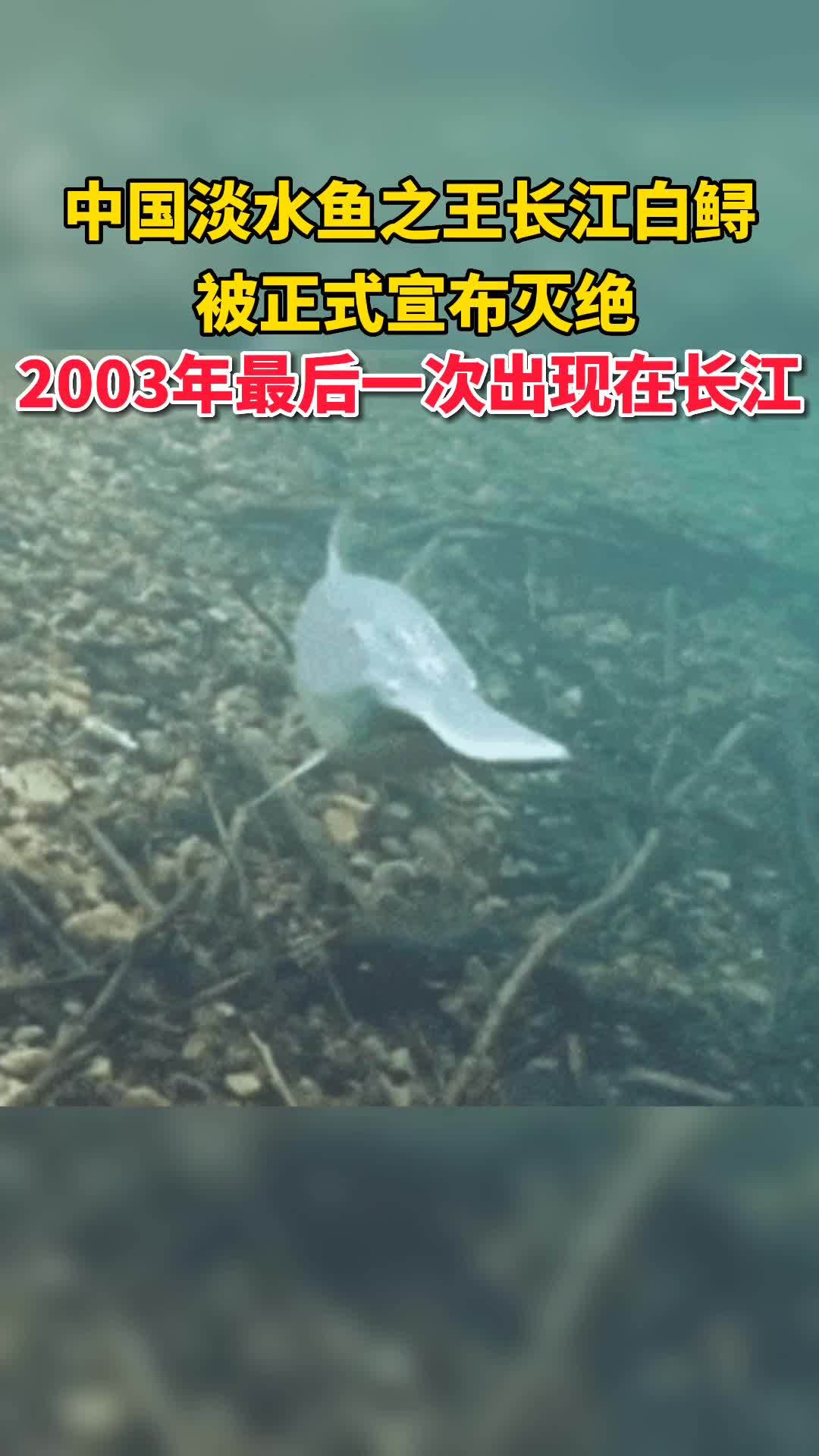 7月21日,中国淡水鱼之王长江白鲟被正式宣布灭绝