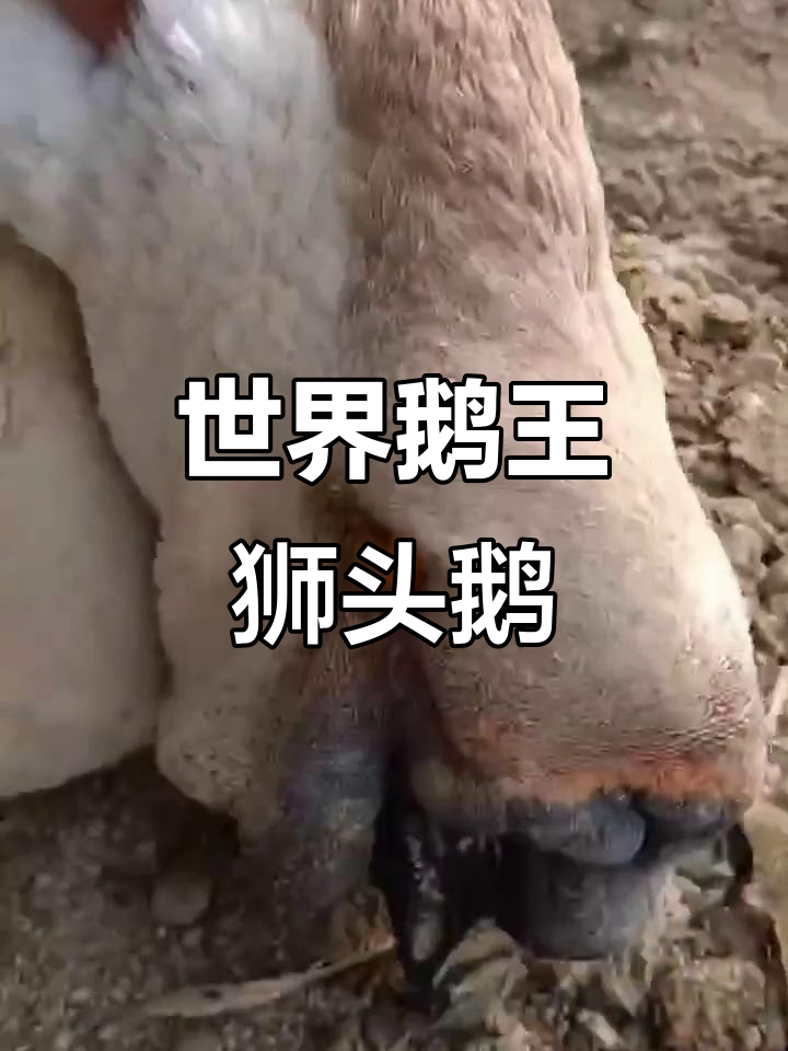 广东澄海狮头鹅:世界鹅王,炒州卤味必备