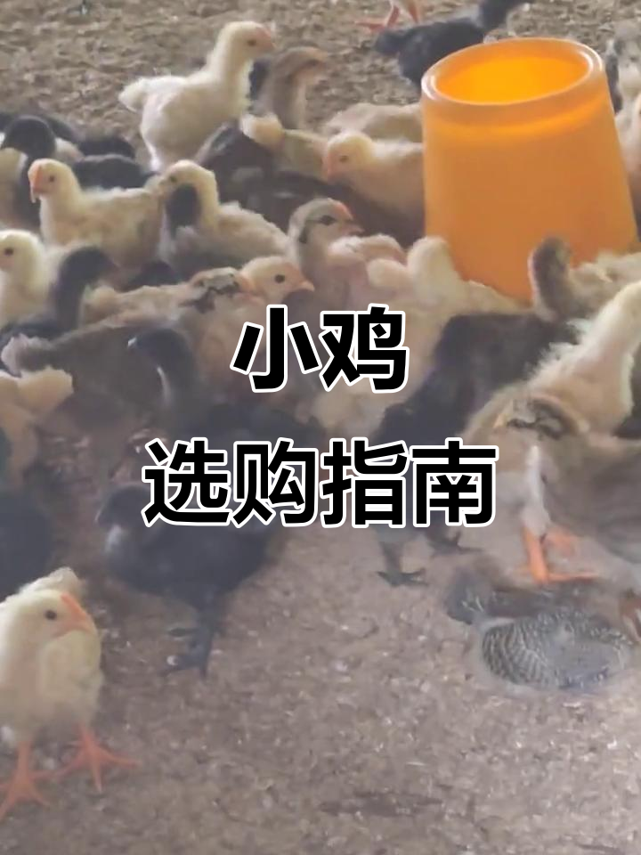 疫苗齐全的小鸡,按只销售,土二、五黑青脚麻鸡任选